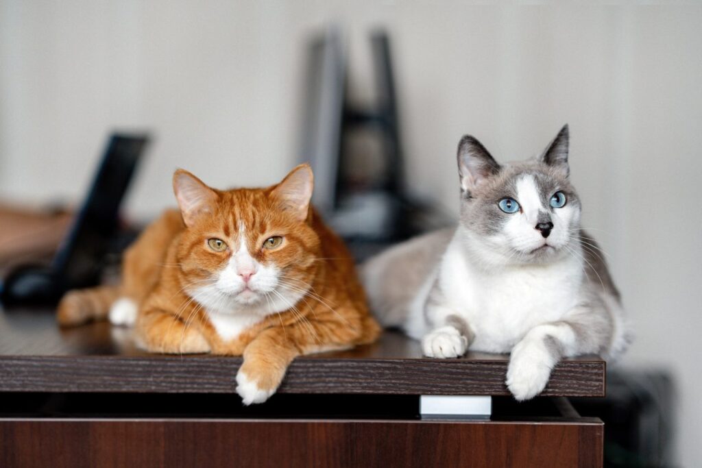 two cats are on the desktop Katzen - Kauf Aktionen