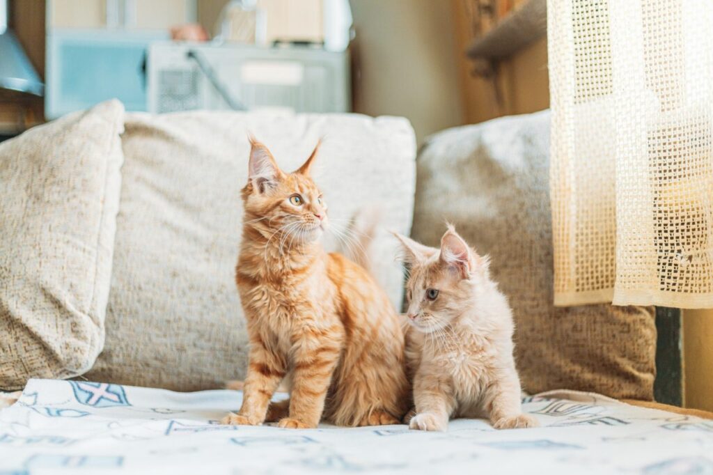 two funny curious young red ginger maine coon kittens cats sitting at home sofa coon cat maine cat Katzen - Kauf Aktionen