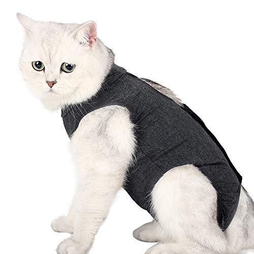 Katzenbody