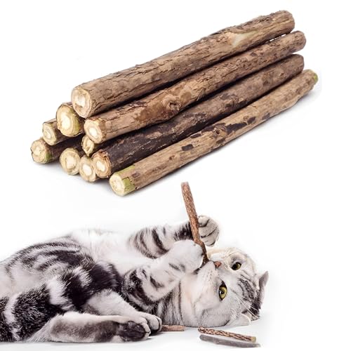 Katzenminze
