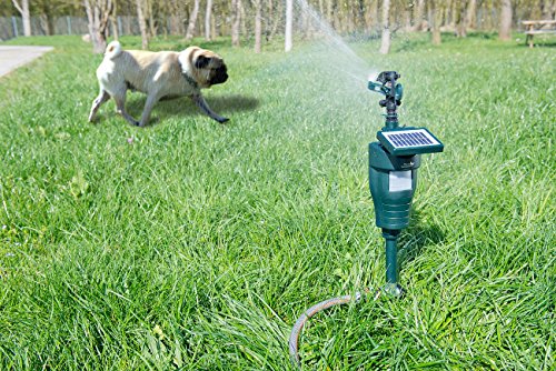 Wasserstrahl-Tierschreck mit PIR-Sensor und Solar 6 Wasserstrahl-Tierschreck mit PIR-Sensor und Solar - Image 6